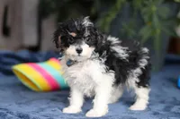Ricky, a male Saint Berdoodle for sale in Baltic, OH – Photo 3 of 5