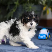 Ricky, a male Saint Berdoodle for sale in Baltic, OH – Photo 4 of 5