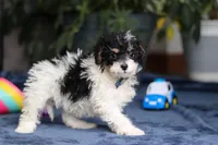 Ricky, a male Saint Berdoodle for sale in Baltic, OH – Photo 4 of 5