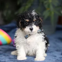 Ricky, a male Saint Berdoodle for sale in Baltic, OH – Photo 1 of 5