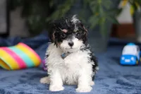 Ricky, a male Saint Berdoodle for sale in Baltic, OH – Photo 1 of 5