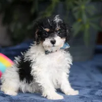 Ricky, a male Saint Berdoodle for sale in Baltic, OH – Photo 2 of 5