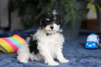 Ricky, a male Saint Berdoodle for sale in Baltic, OH – Photo 2 of 5