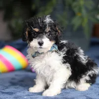 Ricky, a male Saint Berdoodle for sale in Baltic, OH – Photo 5 of 5
