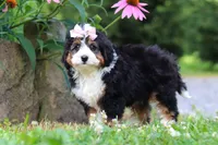 Clover, a female Miniature Bernedoodle for sale in Baltic, OH – 6 of 8