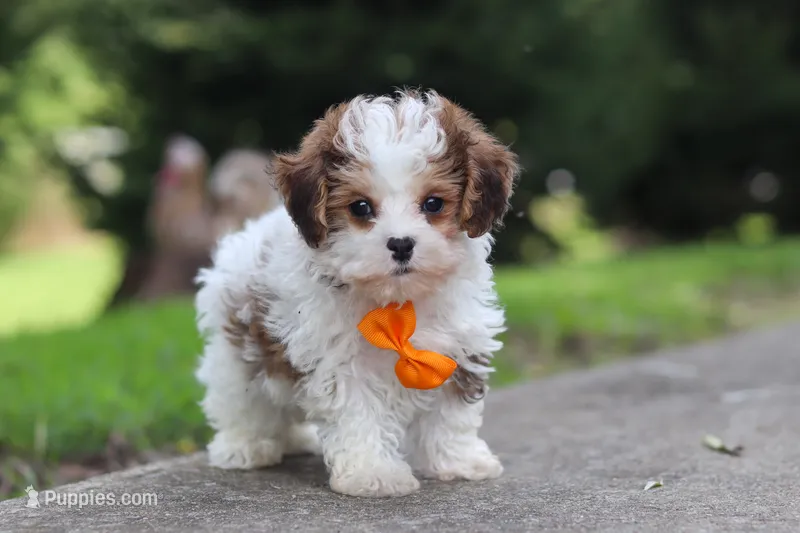 Benji – Maltipoo puppy for sale in Baltic, OH