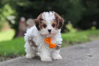 Benji, a male Maltipoo for sale in Baltic, OH – 1 of 6