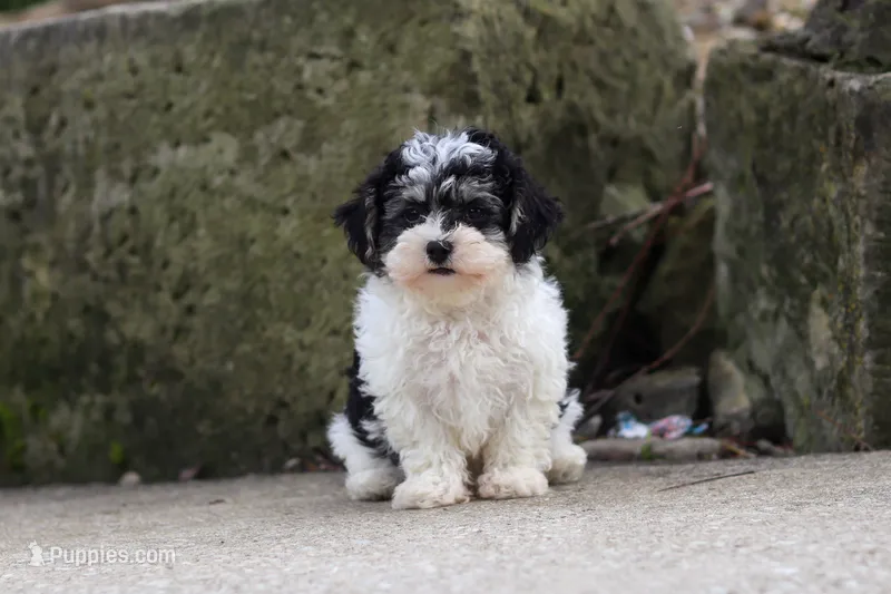 Brodie – Maltipoo puppy for sale in Baltic, OH