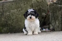 Brodie, a male Maltipoo for sale in Baltic, OH – 1 of 5