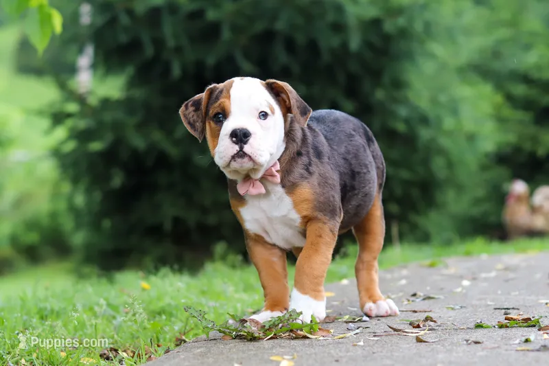 Lily – English Bulldog, Beagle puppy for sale in Baltic, OH