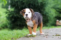 Lily, a female English Bulldog and Beagle for sale in Baltic, OH – 1 of 7