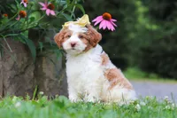 Rain, a female Miniature Bernedoodle for sale in Baltic, OH – 6 of 7