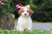 Rain, a female Miniature Bernedoodle for sale in Baltic, OH – 2 of 7