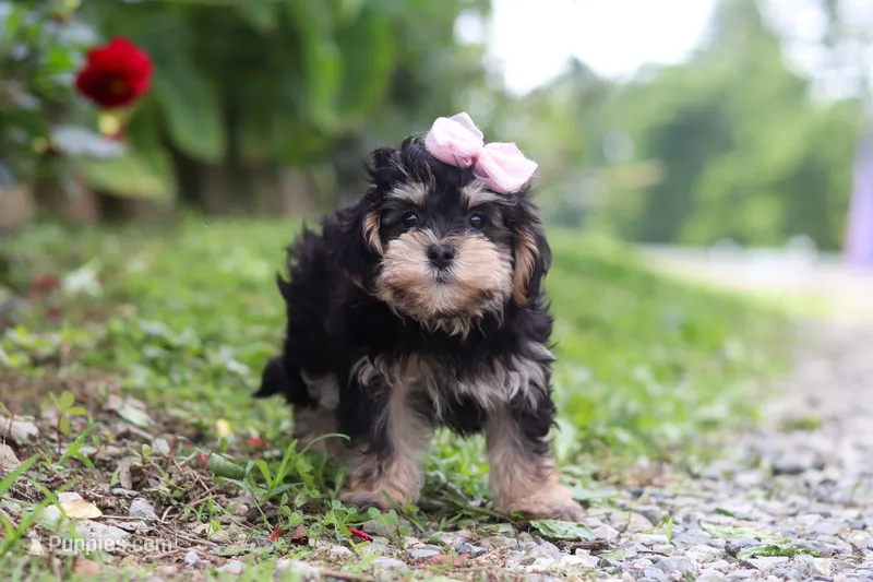 Aleah – Maltipoo puppy for sale in Baltic, OH
