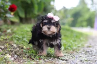 Aleah, a female Maltipoo for sale in Baltic, OH – 1 of 6
