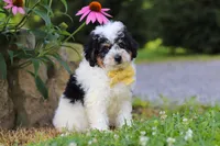 Tundra, a male Miniature Bernedoodle for sale in Baltic, OH – 7 of 9