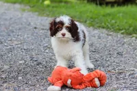 Mariella, a female Cavapoo for sale in Baltic, OH – 7 of 8