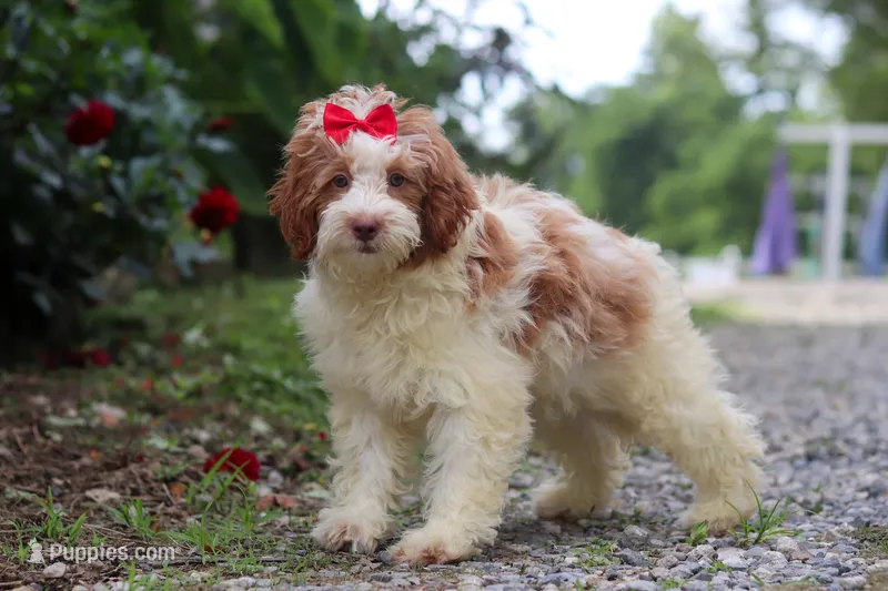 Rain – Miniature Bernedoodle puppy for sale in Baltic, OH