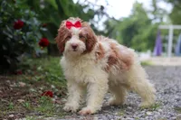 Rain, a female Miniature Bernedoodle for sale in Baltic, OH – 1 of 6
