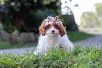 Jessica, a female Cavapoo for sale in Baltic, OH – 2 of 7