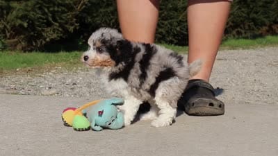 Poppy, a female Poodle - Miniature  for sale in Baltic, OH – 6 of 7