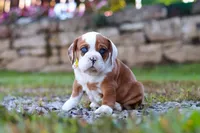Milon, a male English Bulldog and Beagle for sale in Baltic, OH – Photo 2 of 5