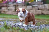 Milon, a male English Bulldog and Beagle for sale in Baltic, OH – Photo 1 of 5