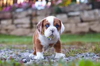 Milon, a male English Bulldog and Beagle for sale in Baltic, OH – Photo 5 of 5