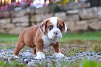 Milon, a male English Bulldog and Beagle for sale in Baltic, OH – Photo 4 of 5