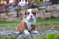 Milon, a male English Bulldog and Beagle for sale in Baltic, OH – Photo 3 of 5
