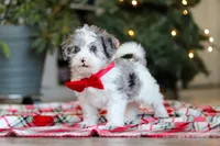 Jayden, a male Yorkipoo for sale in Baltic, OH – Photo 4 of 5