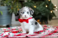 Jayden, a male Yorkipoo for sale in Baltic, OH – Photo 1 of 5