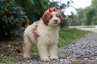 Rain, a female Miniature Bernedoodle for sale in Baltic, OH – 3 of 6