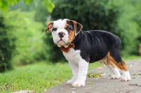 Charlie, a male English Bulldog and Beagle for sale in Baltic, OH – 4 of 6