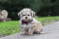 Isaiah, a male Maltipoo for sale in Baltic, OH – 2 of 5