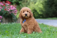 Theo, a male Goldendoodle for sale in Baltic, OH – 6 of 10