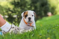 Banjo, a male English Bulldog and Beagle for sale in Baltic, OH – 4 of 9