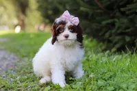 Mariella, a female Cavapoo for sale in Baltic, OH – 5 of 8