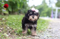 Aleah, a female Maltipoo for sale in Baltic, OH – 2 of 6