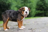 Lily, a female English Bulldog and Beagle for sale in Baltic, OH – 2 of 7