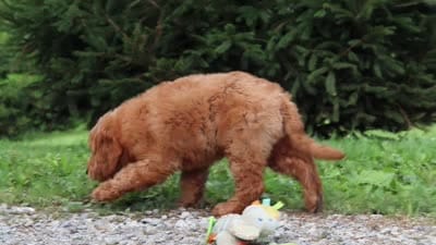 Theo, a male Goldendoodle for sale in Baltic, OH – 10 of 10