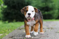 Lily, a female English Bulldog and Beagle for sale in Baltic, OH – 4 of 7