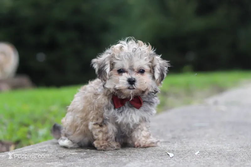 Isaiah – Maltipoo puppy for sale in Baltic, OH