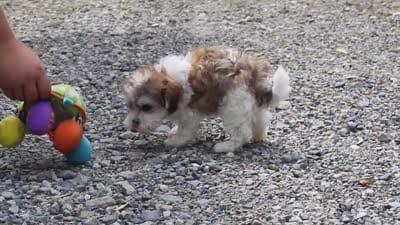 Kobe, a male Maltipoo for sale in Baltic, OH – 6 of 6
