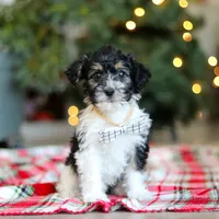 Dylan, a male Yorkipoo for sale in Baltic, OH – Photo 1 of 7