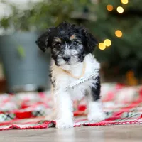 Dylan, a male Yorkipoo for sale in Baltic, OH – Photo 7 of 7