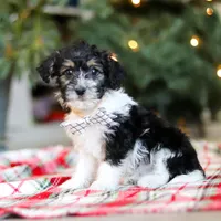 Dylan, a male Yorkipoo for sale in Baltic, OH – Photo 3 of 7