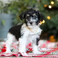 Dylan, a male Yorkipoo for sale in Baltic, OH – Photo 6 of 7