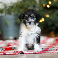 Dylan, a male Yorkipoo for sale in Baltic, OH – Photo 5 of 7
