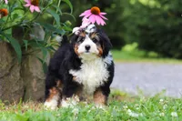 Clover, a female Miniature Bernedoodle for sale in Baltic, OH – 2 of 8